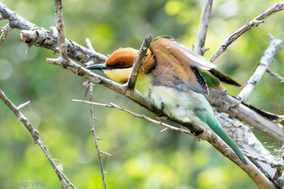 Chestnut-headed Bee-eater - Bruinkopbijeneter - Merops leschenaulti