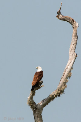 Brahminy Kite - Brahmaanse Wouw - Haliastur indus