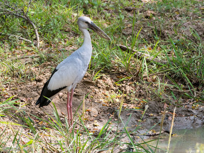 Asian Openbill - Indische Gaper - Anastomus oscitans