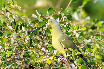 Orange-breasted Green Pigeon - Oranjeborstpapegaaiduif - Treron bicinctus