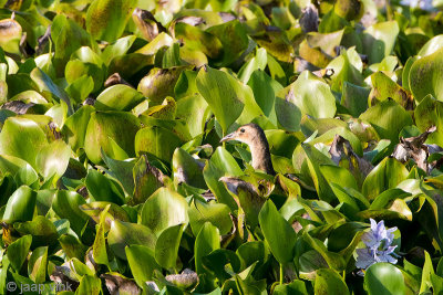 Watercock - Waterhaan - Gallicrex cinerea