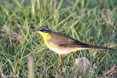 Yellow Wagtail - Gele Kwikstaart - Motacilla flava