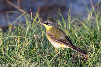 Yellow Wagtail - Gele Kwikstaart - Motacilla flava