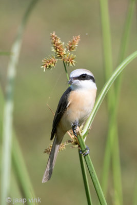 Brown Shrike - Bruine Klauwier - Lanius cristatus