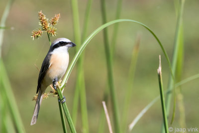 Brown Shrike - Bruine Klauwier - Lanius cristatus