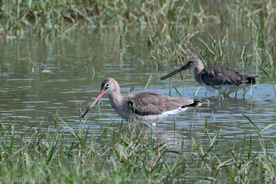 Black-tailed Godwit - Grutto - Limosa limosa