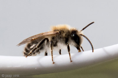 Plasterer Bee - Grote Zijdebij - Colletes cunicularius