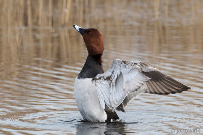 Common Pochard - Tafeleend - Aythya ferina