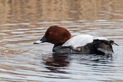 Common Pochard - Tafeleend - Aythya ferina