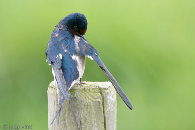 Barn Swallow - Boerenzwaluw - Hirundo rustica