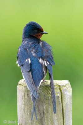 Barn Swallow - Boerenzwaluw - Hirundo rustica