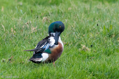 Northern Shoveler - Slobeend - Anas clypeata