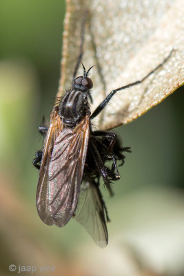 Dance Fly - Grote Dansvlieg - Empis tessellata