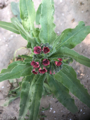 Houndstongue - Veldhondstong - Cynoglossum officinale