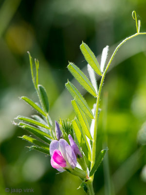 Common Vetch - Smalle Wikke - Vicia sativa spp segetalis