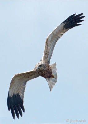 Western Marsh Harrier - Bruine Kiekendief - Circus aeruginosus