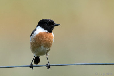 European Stonechat - Roodborsttapuit - Saxicola rubicola