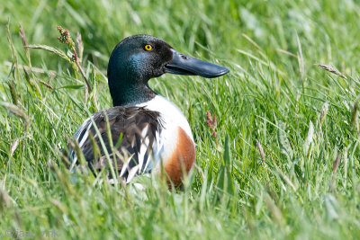 Northern Shoveler - Slobeend - Anas clypeata