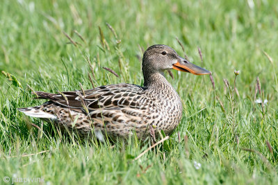 Northern Shoveler - Slobeend - Anas clypeata