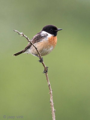 European Stonechat - Roodborsttapuit - Saxicola rubicola