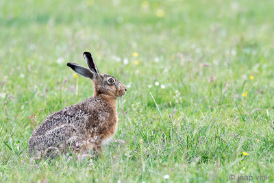 European Hare - Haas - Lepus europaeus