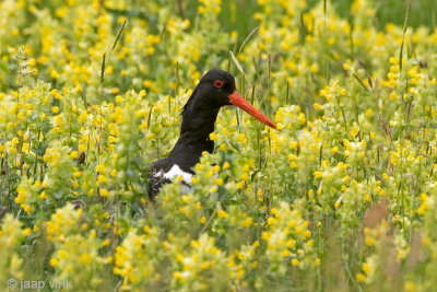 Eurasian Oystercatcher - Scholekster - Haematopus ostralegus