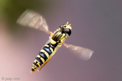 Long Hoverfly - Grote Langlijf - Sphaerophoria scripta