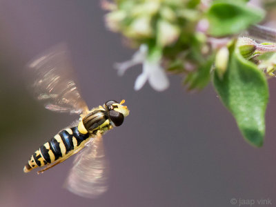 Long Hoverfly - Grote Langlijf - Sphaerophoria scripta