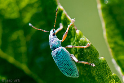 Broad-nosed Weevil - Groene Struiksnuitkever - Polydrusus sericeus