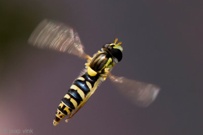 Long Hoverfly - Langlijf spec - Sphaerophoria spec