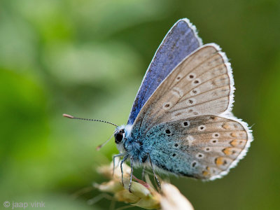 Common Blue - Icarusblauwtje - Polyommatus icarus
