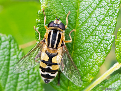 Syrphidae - Citroenpendelvlieg - Helophilus trivittatus