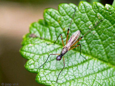 Stilt-legged Fly - Spillebeenvlieg - Micropeza corrigiolata