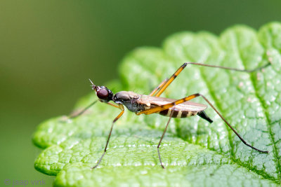 Stilt-legged Fly - Spillebeenvlieg - Micropeza corrigiolata