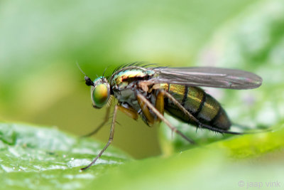 Long-legged Fly - Slankpootvlieg - Dolichopodidae