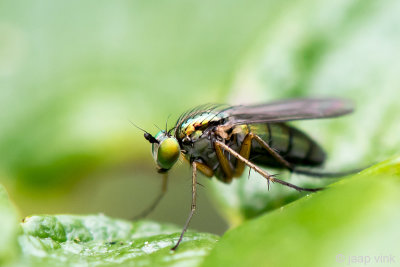 Long-legged Fly - Slankpootvlieg - Dolichopodidae