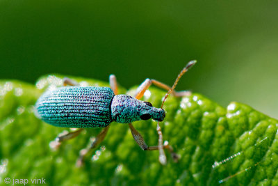 Broad-nosed Weevil - Groene Struiksnuitkever - Polydrusus sericeus