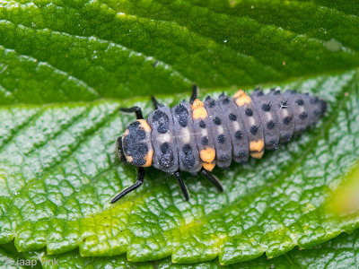 Ladybird - Zevenstippelig Lieveheersbeestje - Coccinella septempunctata