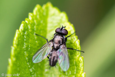 Heleomyzidae - Gewone Pissebedvlieg - Rhinophora lepida