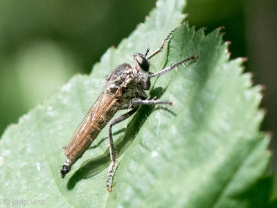 Asilidae - Zandroofvlieg - Philonicus albiceps