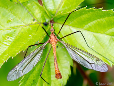 Crane Fly - Langpootmug - Tipula linata