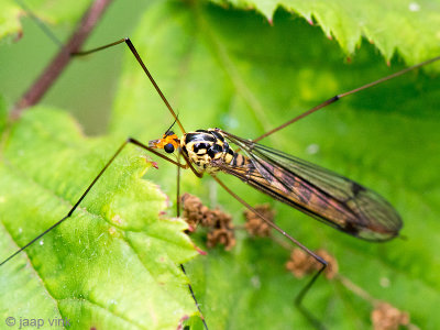 Tiger Cranefly - Langpootmug - Nephrotoma flavipalpis