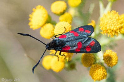 Six-spot Burnet - Sint Jansvlinder - Zygaena filipendulae