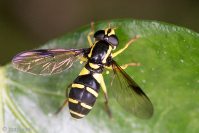 Syrphidae - Gewone Citroenzweefvlieg - Xanthogramma pedissequum