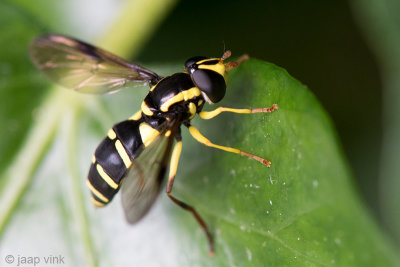 Syrphidae - Gewone Citroenzweefvlieg - Xanthogramma pedissequum