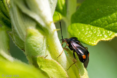 Mirid Bug - Rode halsbandwants - Deraeocoris ruber