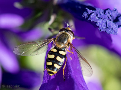 Syrphidae - Grote Kommazweefvlieg - Eupeodes luniger