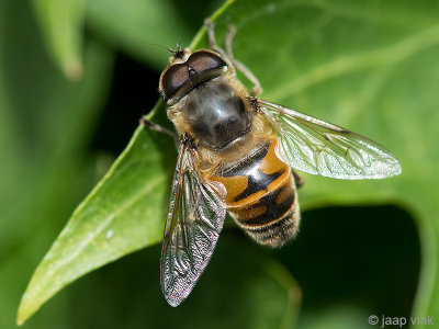 Drone Fly - Blinde Bij - Eristalis tenax