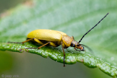 Sulphur Beetle - Gele Bloemenkever - Cteniopus sulphureus