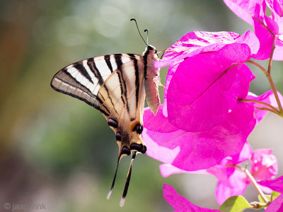 Scarce Swallowtail - Koningspage - Iphiclides podalirius